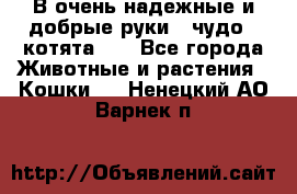 В очень надежные и добрые руки - чудо - котята!!! - Все города Животные и растения » Кошки   . Ненецкий АО,Варнек п.